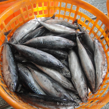 Nouvelle arrivée Seafrozen Tuna Fish Sarda rayée Bonito